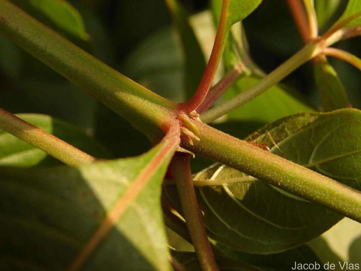 Hamelia patens Jacq.